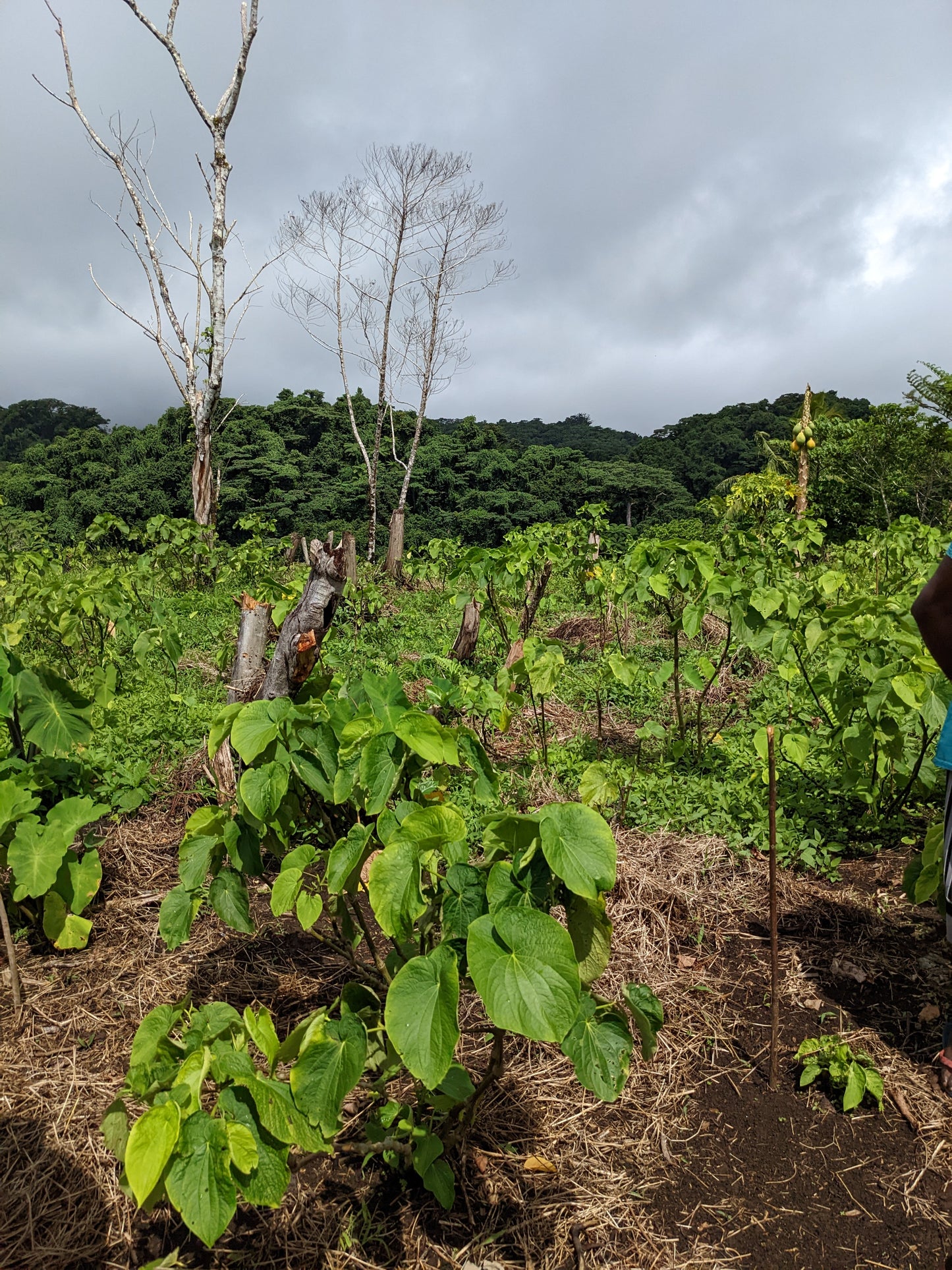 Vanuatu Pentecost