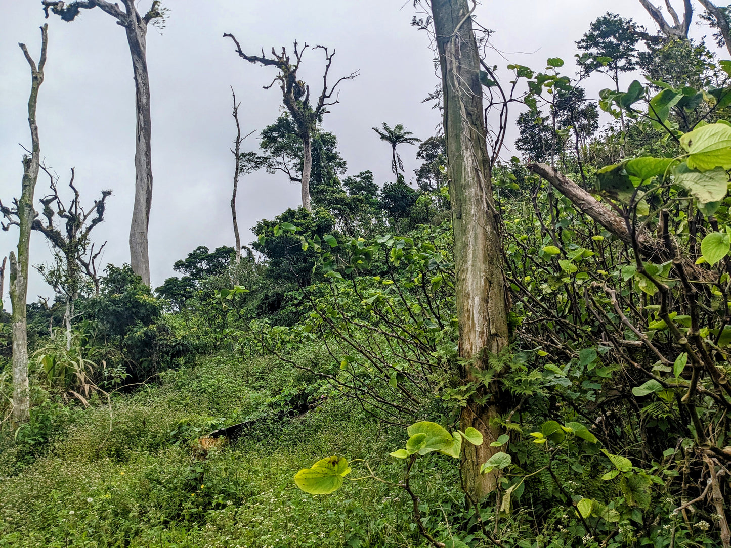 Fiji Savusavu